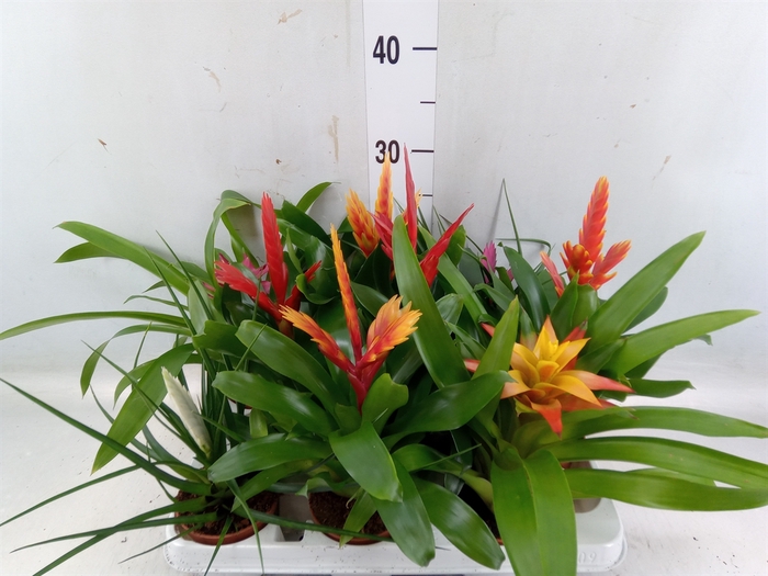 <h4>Bromelia   ...mix 13</h4>