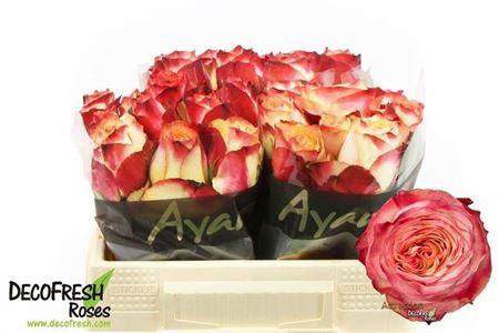 <h4>R GR ATTRACTION</h4>