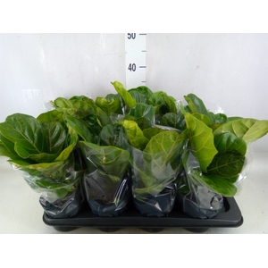 Ficus benghalensis 'Audrey'