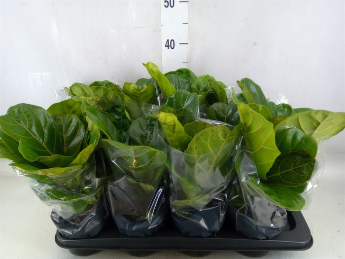 <h4>Ficus benghalensis 'Audrey'</h4>