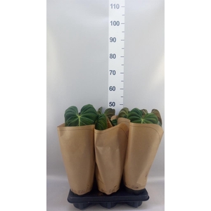 Philodendron melanochrysum