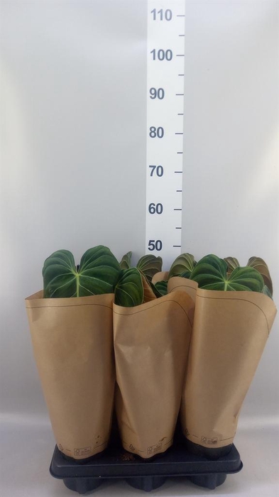 <h4>Philodendron melanochrysum</h4>