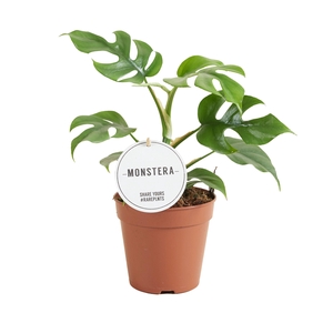 Rhaphidophora Tetrasperma