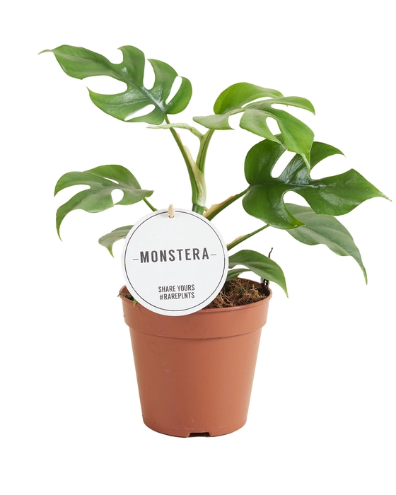 <h4>Rhaphidophora Tetrasperma</h4>