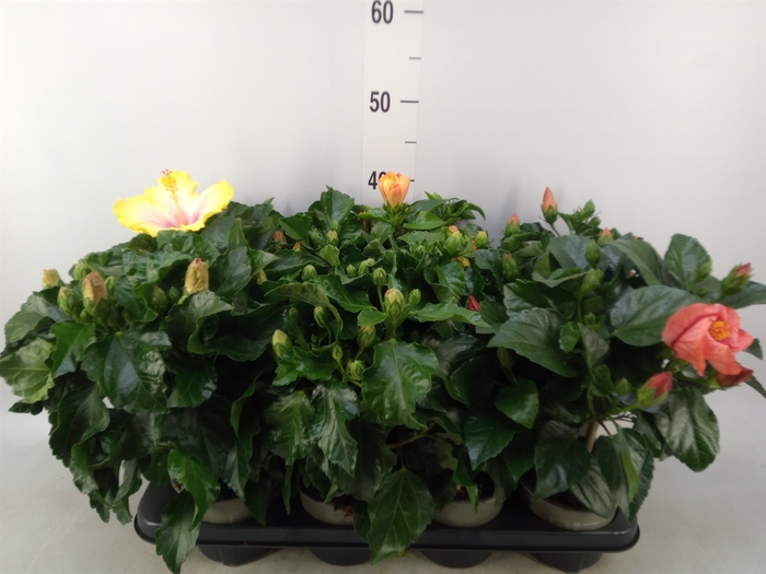 <h4>Hibiscus rosa-sin. 'Sunny'  ..mix</h4>