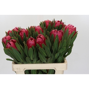 Protea Brenda