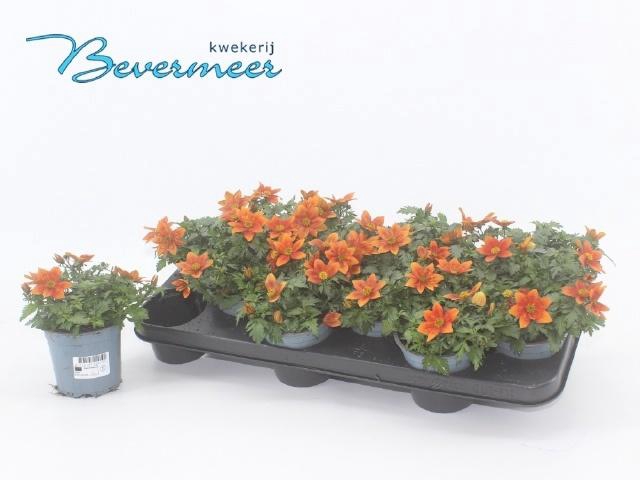 <h4>BID SOLAIRE HORIZON</h4>