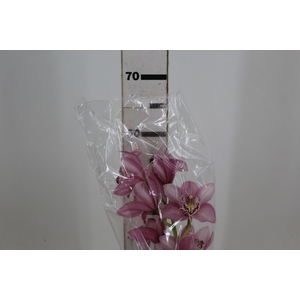 CYMBIDIUM HT 5/9 FLS ROSA