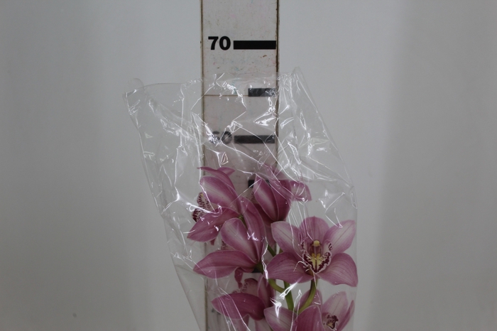 <h4>CYMBIDIUM HT 5/9 FLS ROSA</h4>