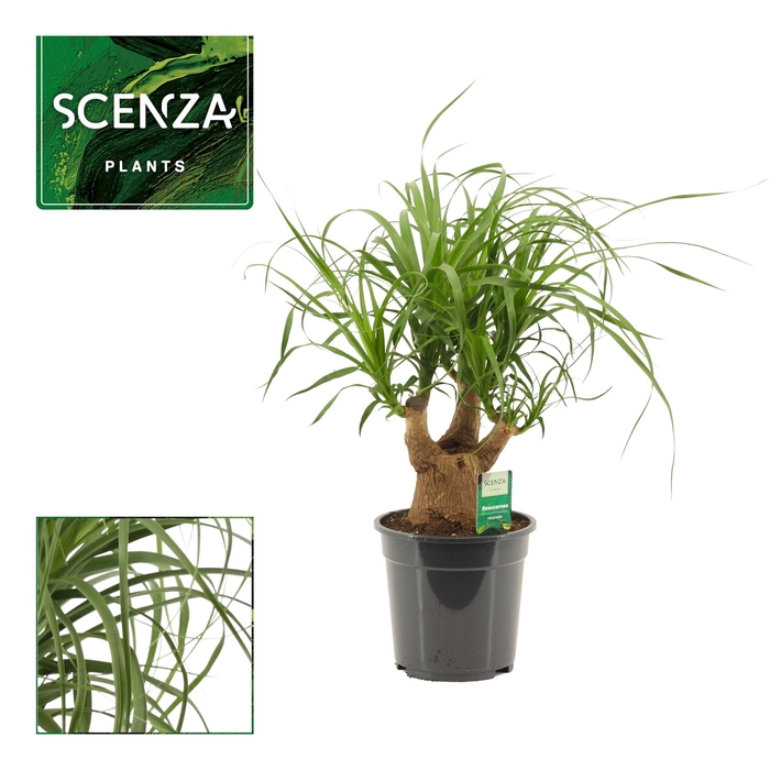 Beaucarnea vertakt 19 cm