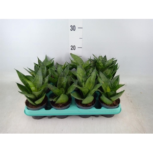 Sansevieria trifa. 'Hahnii'