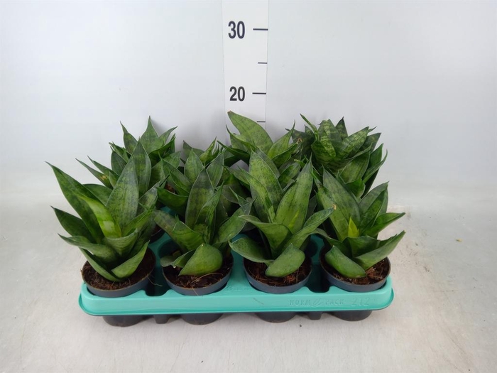 <h4>Sansevieria trifa. 'Hahnii'</h4>