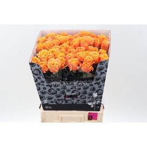 R Gr Heliana Orange+