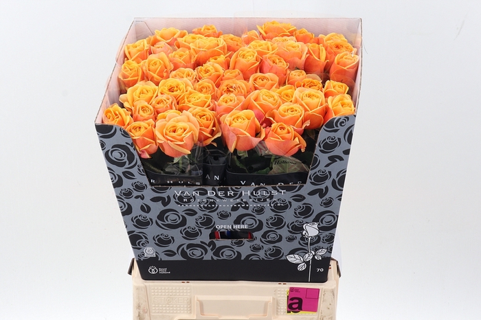 <h4>R Gr Heliana Orange+</h4>