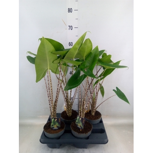 Alocasia zebrina