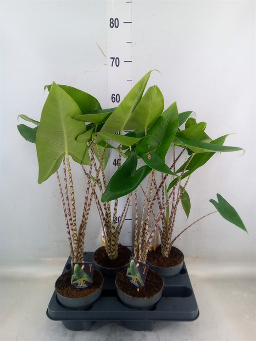 <h4>Alocasia zebrina</h4>