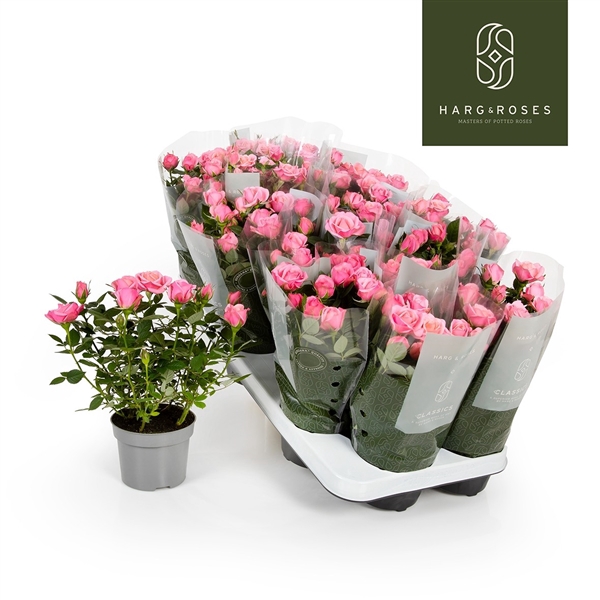 <h4>Rosa Kordana Flirt (Roze)</h4>