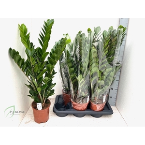 ZAMIO ZAMIIFOLIA