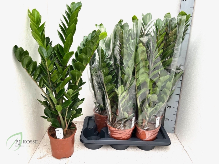 <h4>ZAMIO ZAMIIFOLIA</h4>