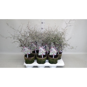 Corokia cotoneaster
