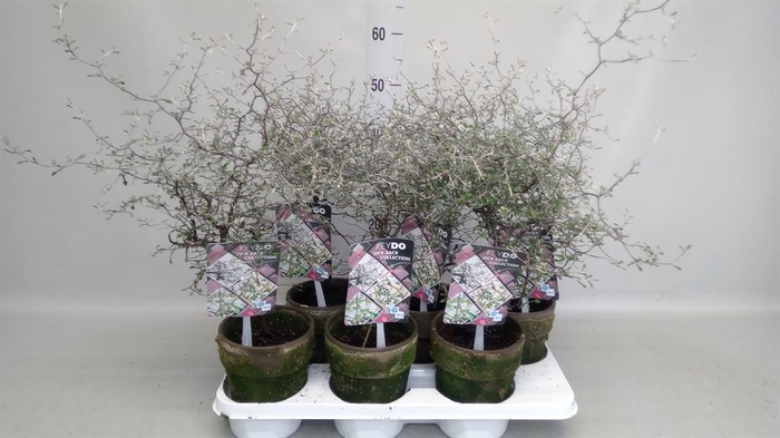 <h4>Corokia cotoneaster</h4>