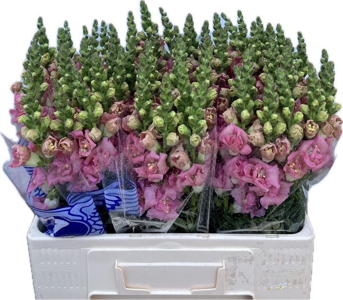 <h4>ANTIR HOLLY DOUBLE PINK ANTIR HO DO</h4>