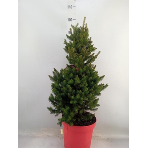 Picea abies 'Will's Zwerg'
