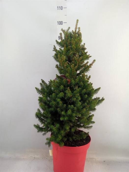 <h4>Picea abies 'Will's Zwerg'</h4>