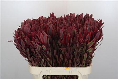 <h4>Leucad Jester</h4>