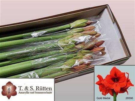 <h4>Hipp Gold Medal</h4>