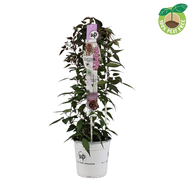 <h4>Clematis montana 'Fincent' ? P23 op rek</h4>