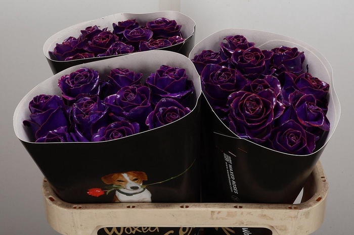 <h4>Wax-Rozen Wax Classic Purple</h4>