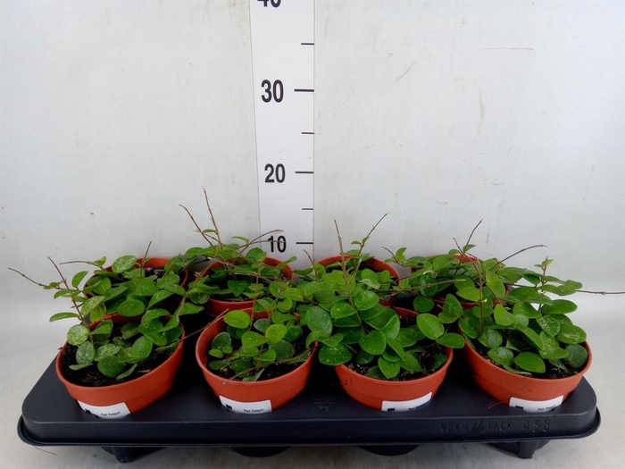 <h4>Hoya  'Mathilde'</h4>