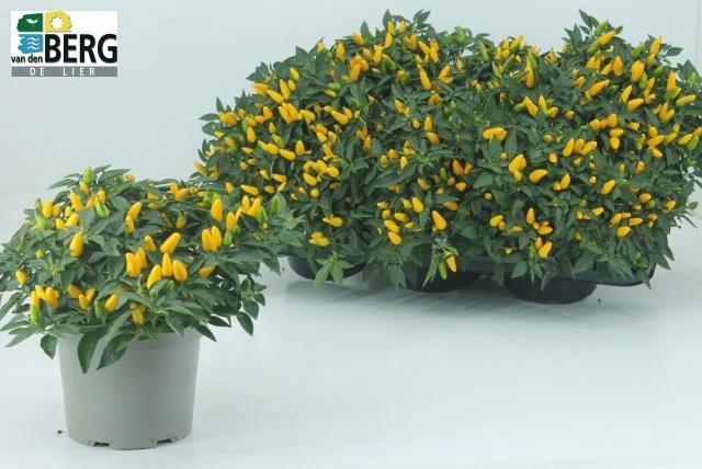 <h4>CAPS TORERO YELLOW</h4>
