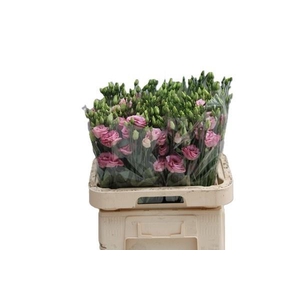EUS G ROSI ROSE PINK