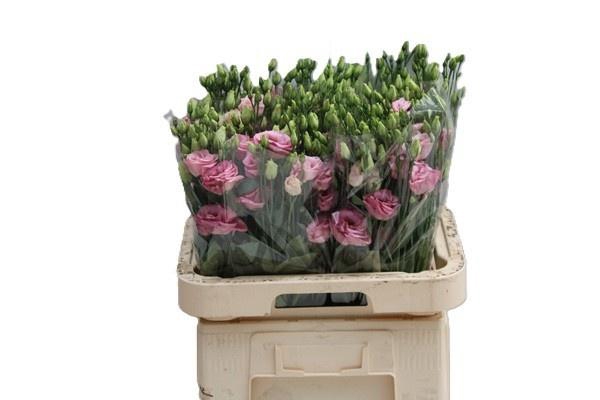 <h4>EUS G ROSI ROSE PINK</h4>