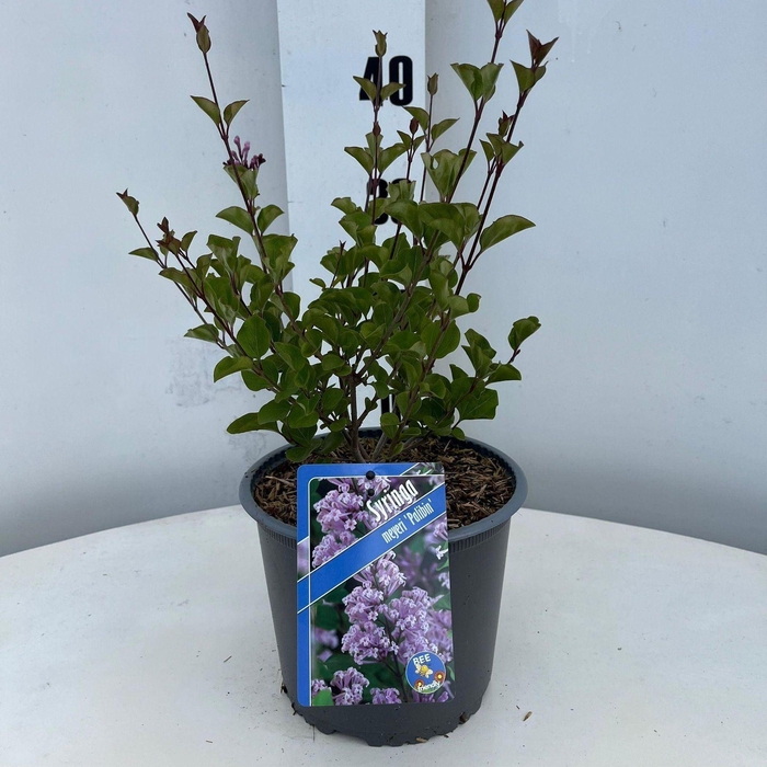 Syringa meyeri Palibin