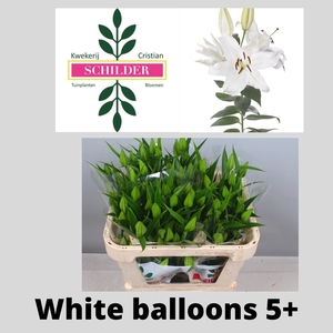 LI OR WHITE BALLOONS