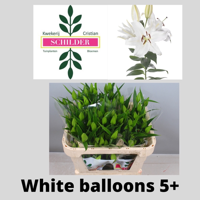 <h4>LI OR WHITE BALLOONS</h4>