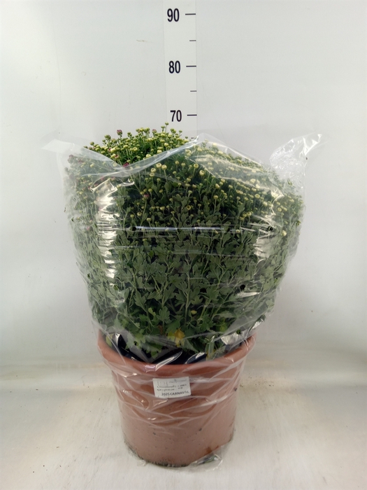 <h4>Chrysanthemum   ..GR</h4>