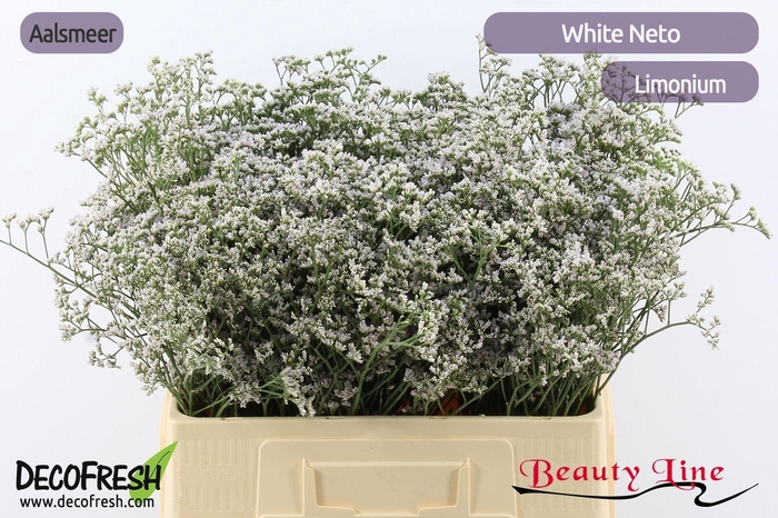 <h4>LIM WHITE NETO</h4>