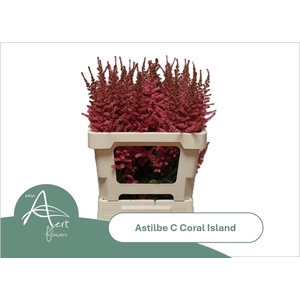 ASTIL C CORAL ISLAND