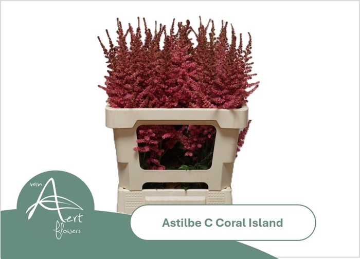 <h4>ASTIL C CORAL ISLAND</h4>