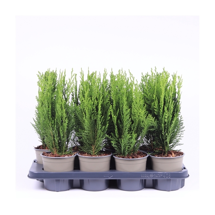 <h4>Chamaecyparis lawsoniana 'Green Pillar'</h4>