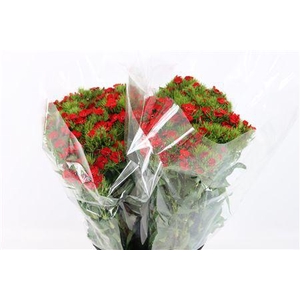 DI BARB S WILL RED EXTRA