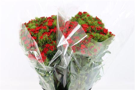 <h4>DI BARB S WILL RED EXTRA</h4>