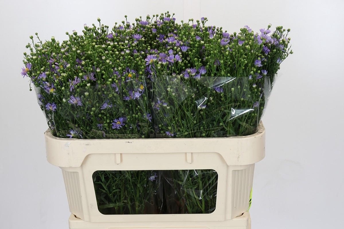 <h4>Aster Cassandra</h4>