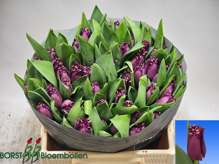 <h4>TU FR PASARELLA</h4>