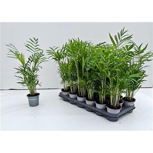 Chamaed Elegans