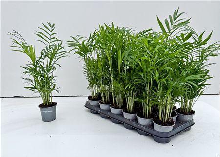 <h4>Chamaed Elegans</h4>